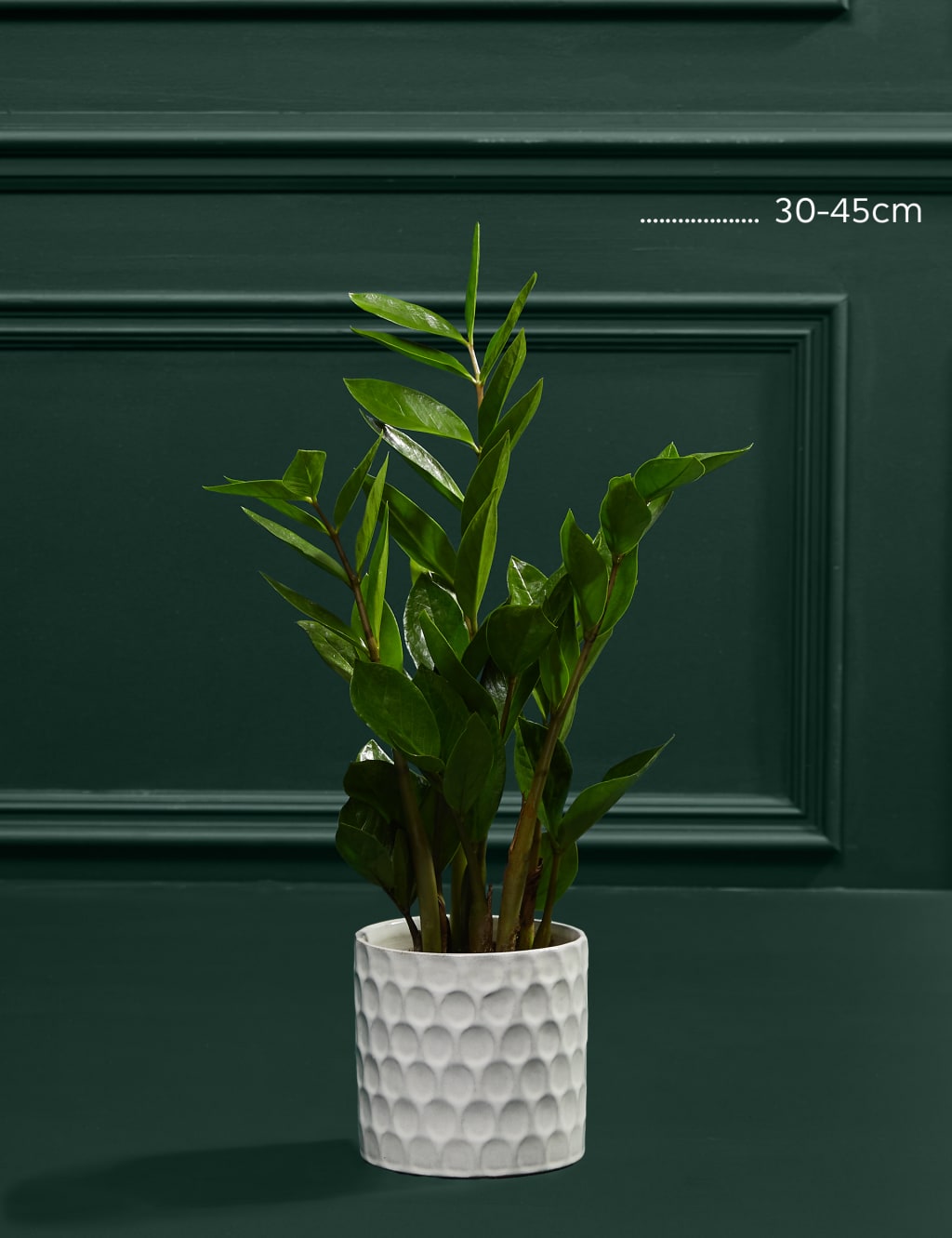 Medium Zamioculcas in Ceramic Pot 3 of 3