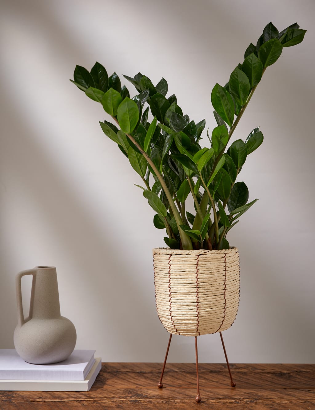 Zamioculcus Plant On Stand 1 of 4
