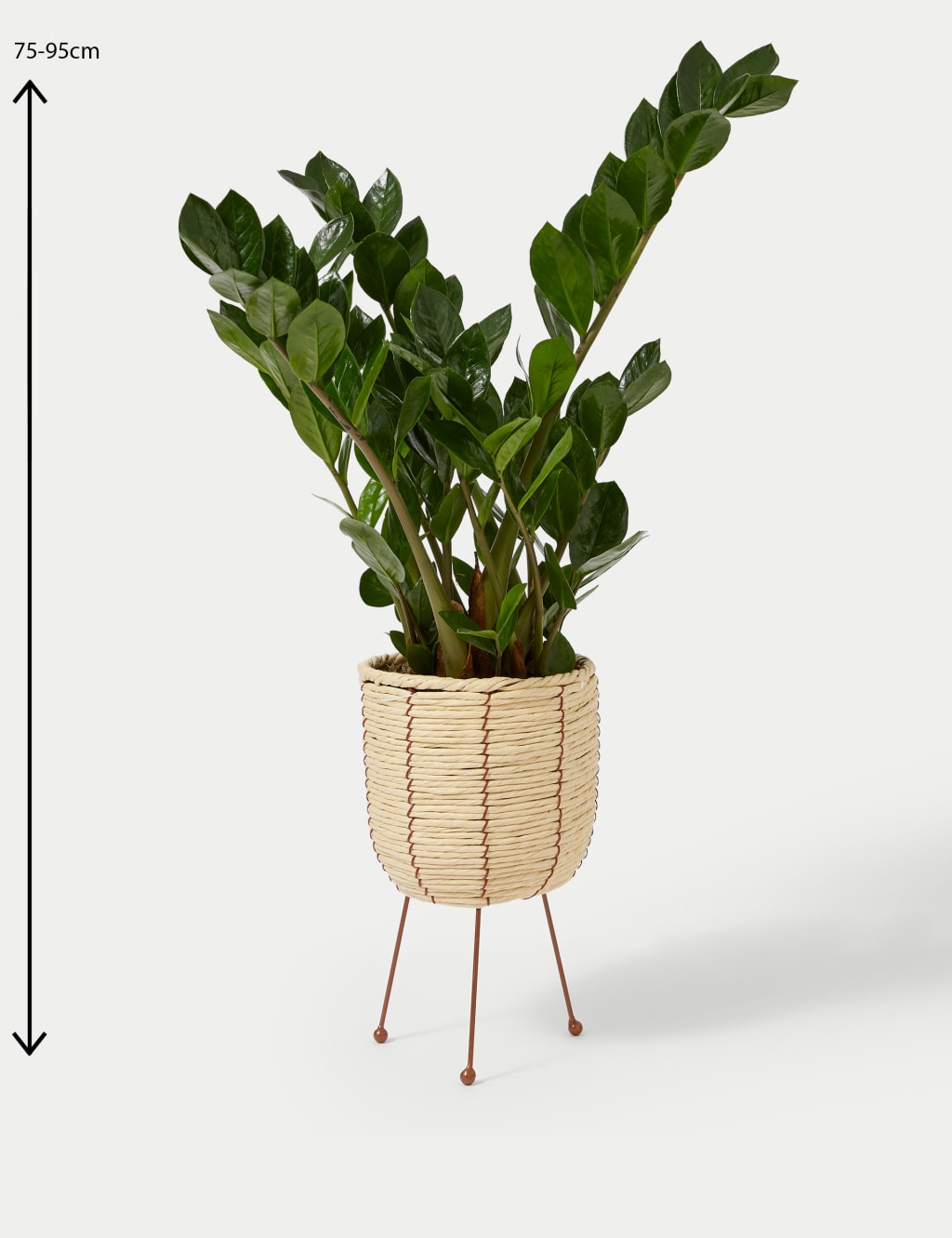 Zamioculcus Plant On Stand 4 of 4