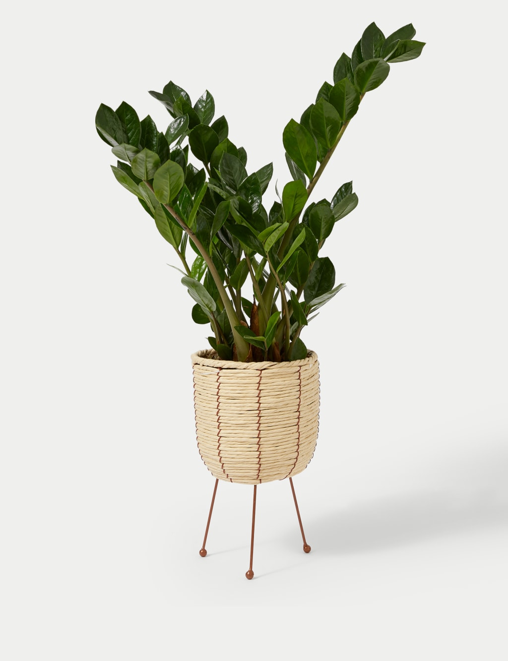 Zamioculcus Plant On Stand 2 of 4