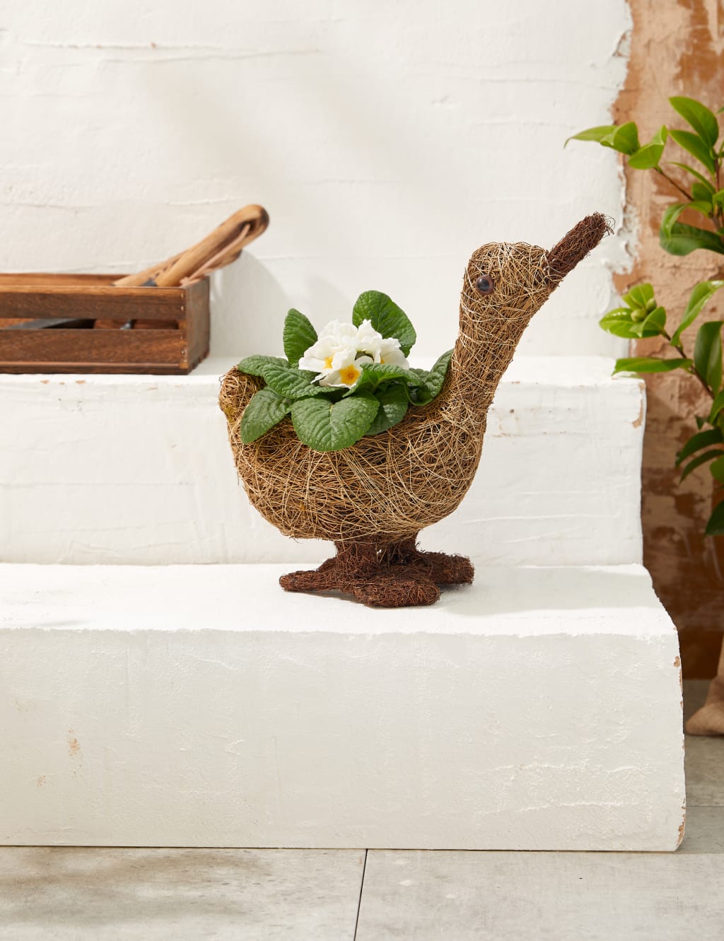 DoorStep Goose Plant 1 of 4