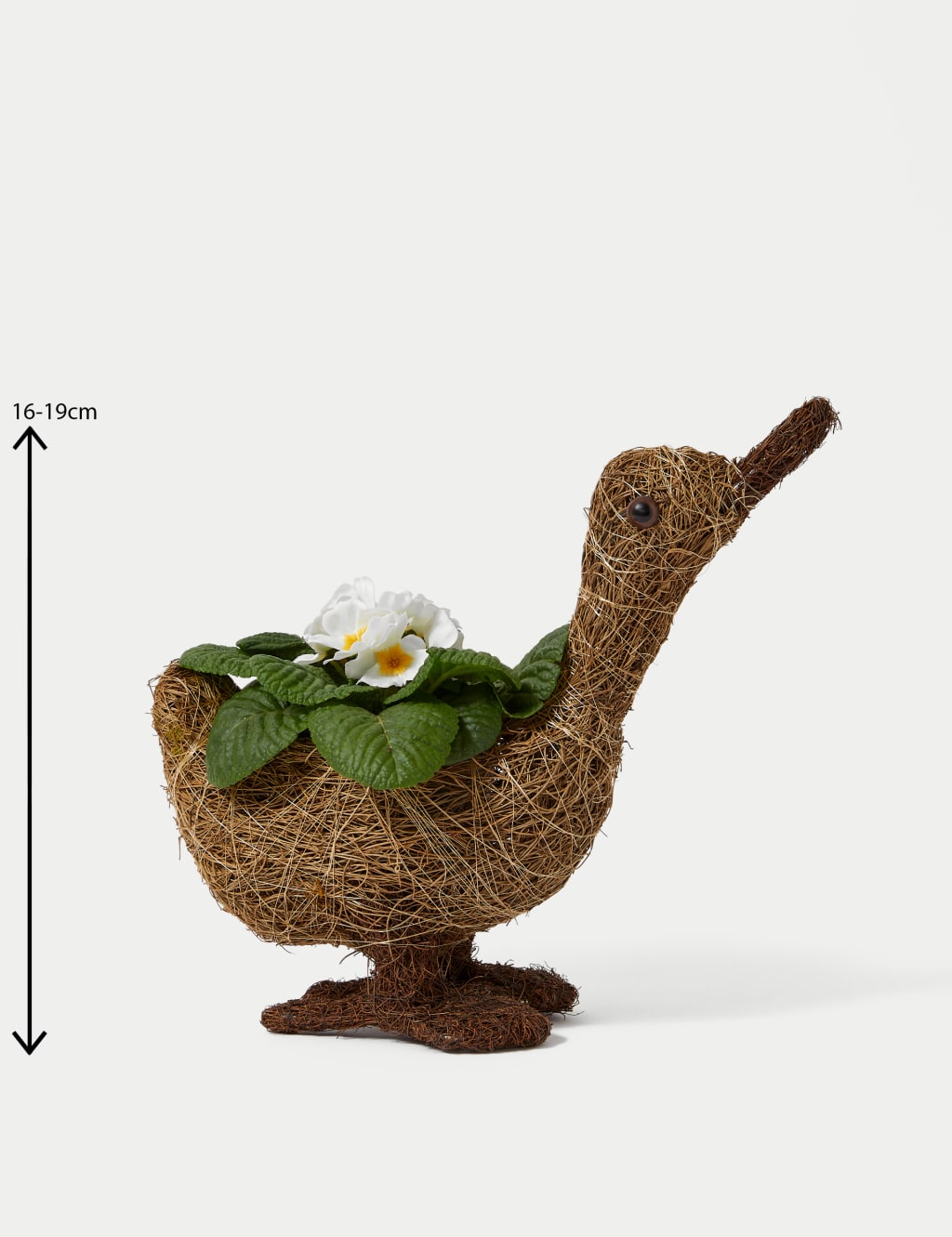 DoorStep Goose Plant 4 of 4