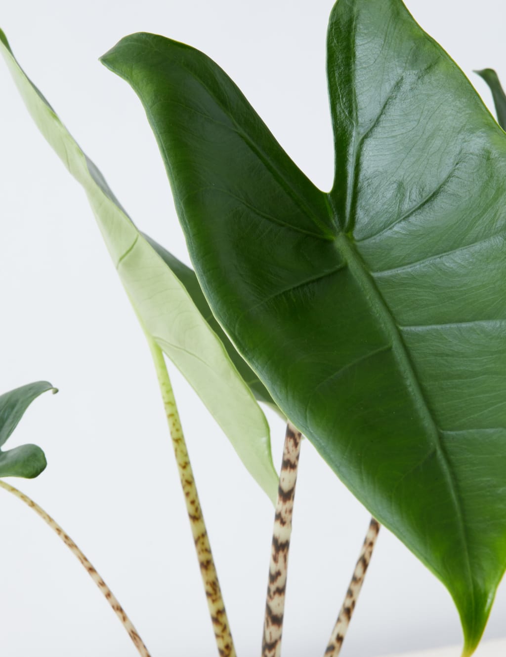 Medium Alocasia Zebrina Plant 4 of 5