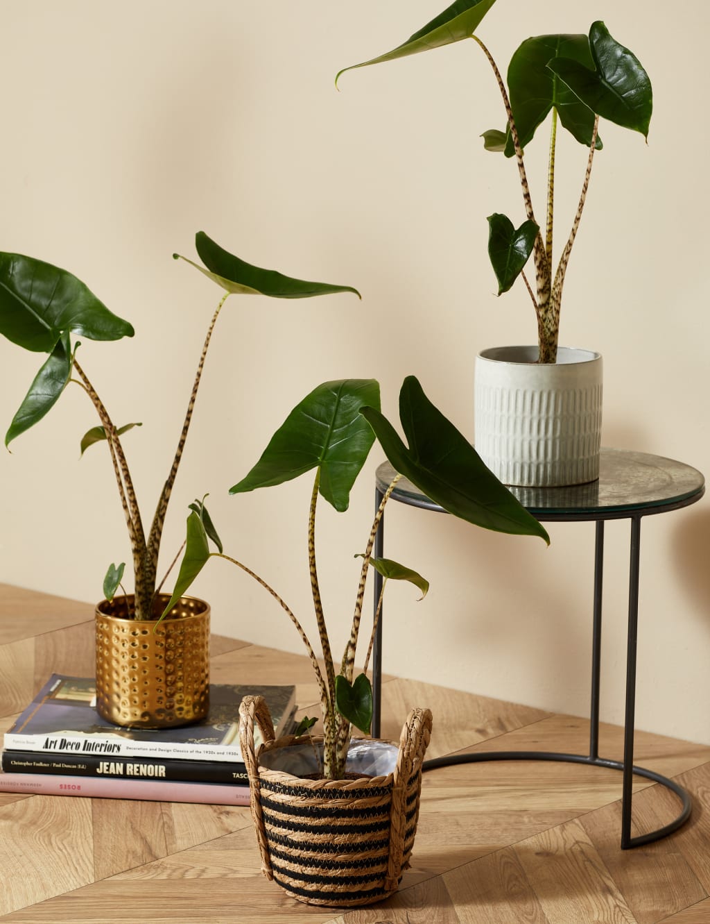 Medium Alocasia Zebrina Plant 5 of 5
