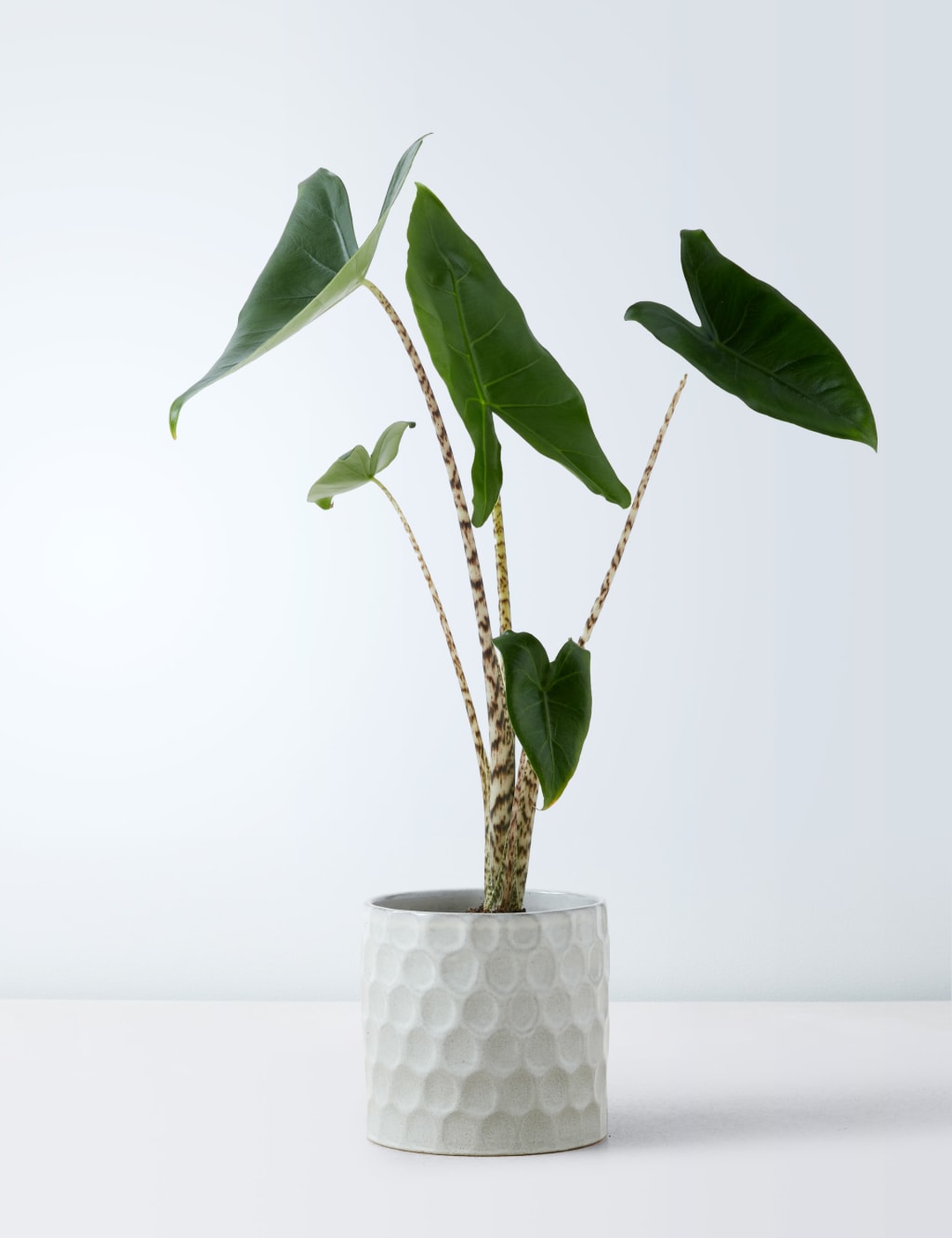 Medium Alocasia Zebrina Plant 2 of 5