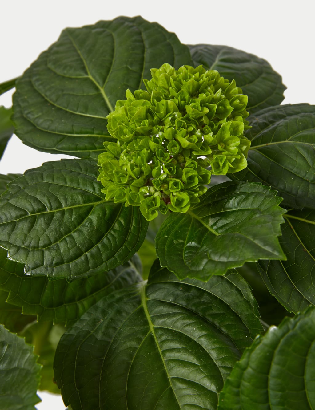 Mum's Hydrangea Jug 3 of 3