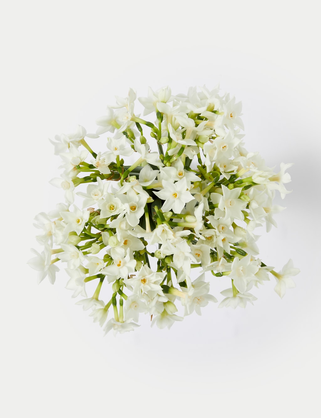 British Sweetly Scented Narcissi Bouquet (Delivery from 12th December 2023) 2 of 5