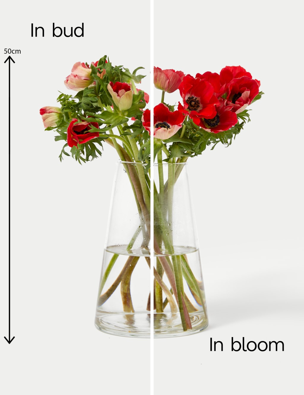 Festive Anemone Abundance Bouquet 5 of 5