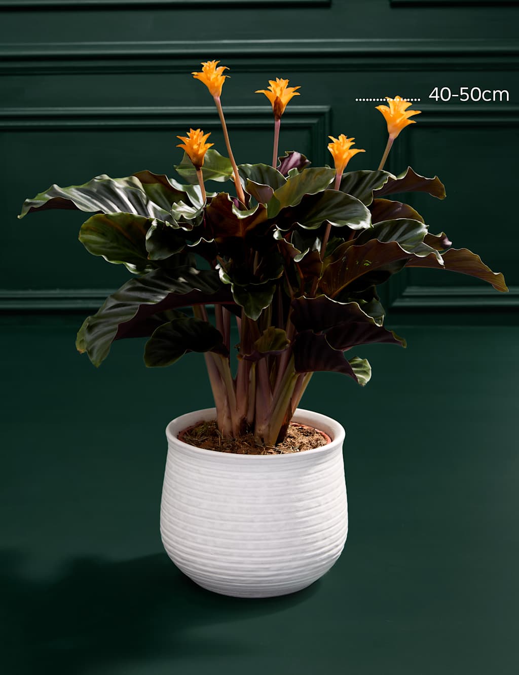 Calathea Crocata Plant in Ceramic Pot 3 of 3