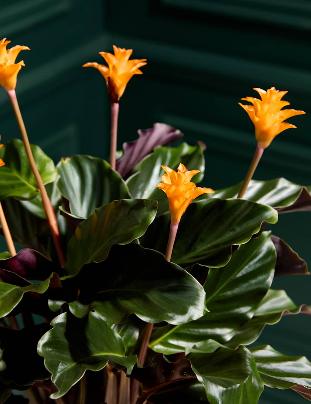 Calathea Crocata Plant in Ceramic Pot 2 of 3
