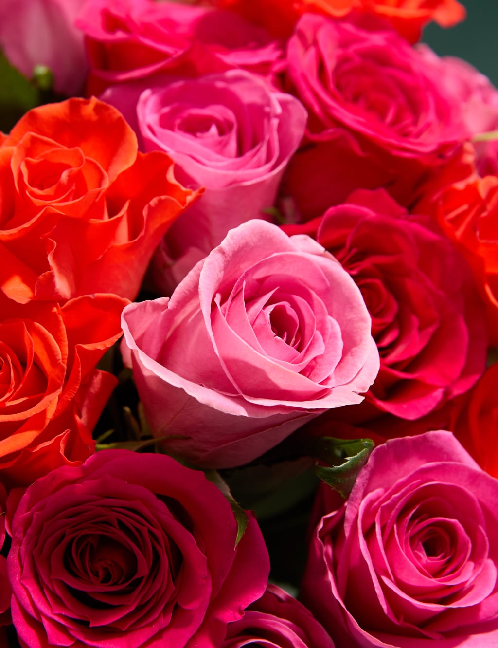Radiant Rose Abundance Bouquet with Swiss Chocolates 3 of 5