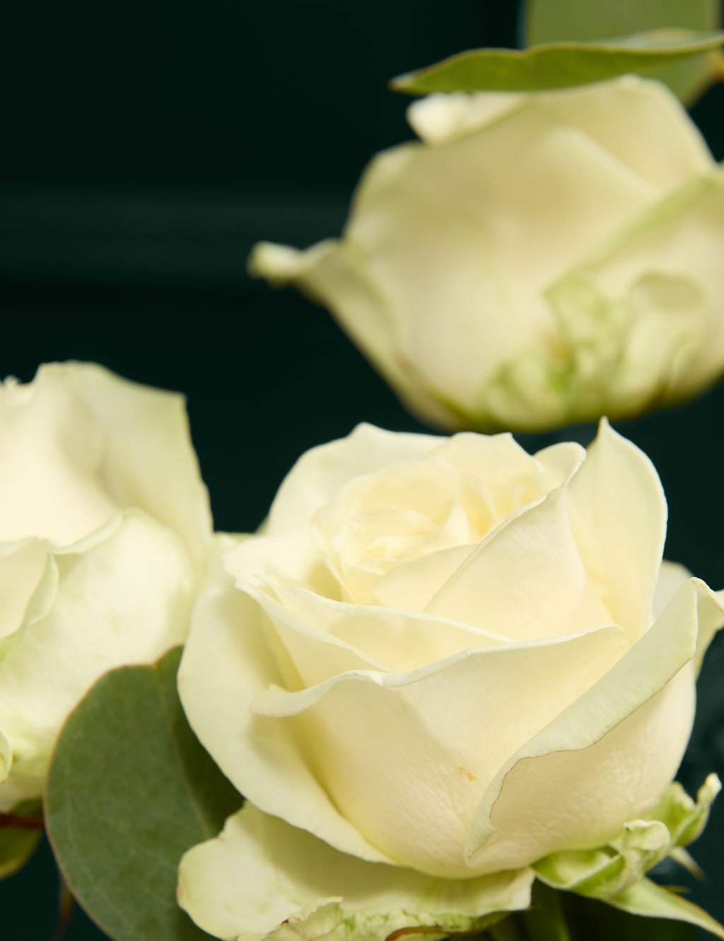Celebration Rose Bouquet with Champagne & Truffles 3 of 6