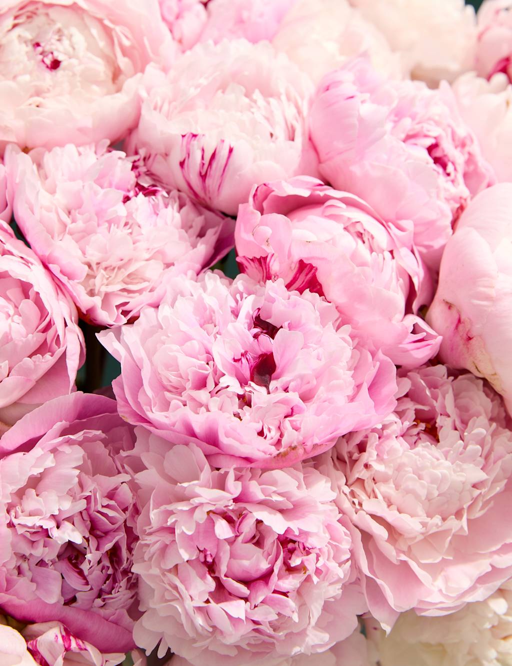 Bountiful Peony Bouquet 3 of 6
