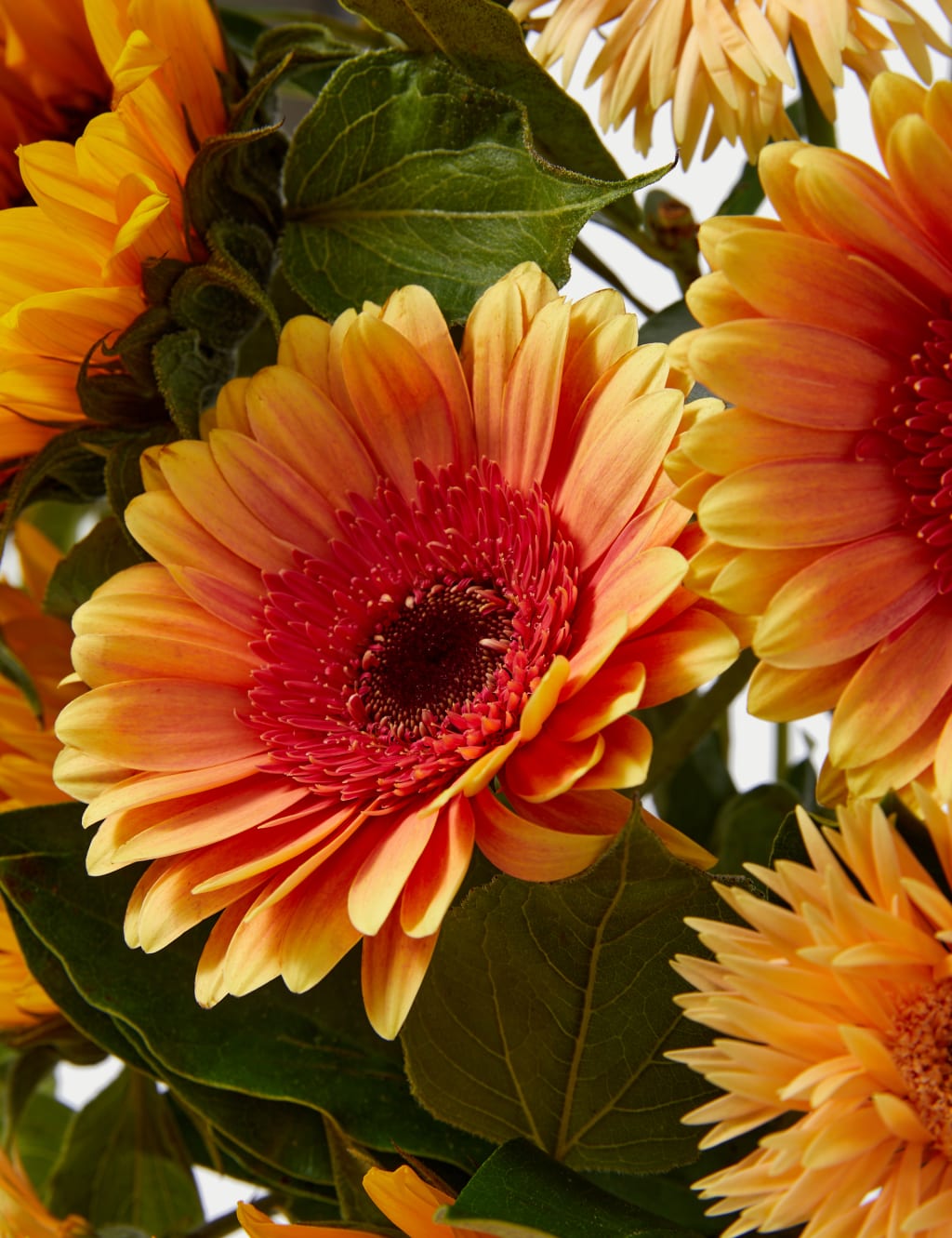 Sunflower, Germini & Gerbera Bouquet 4 of 4