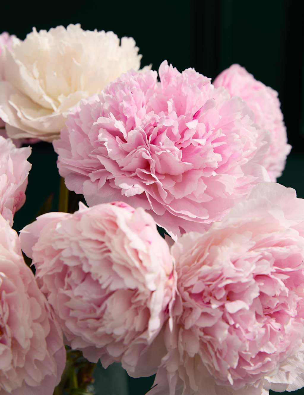 Seasonal Peony Bouquet with Prosecco 3 of 6