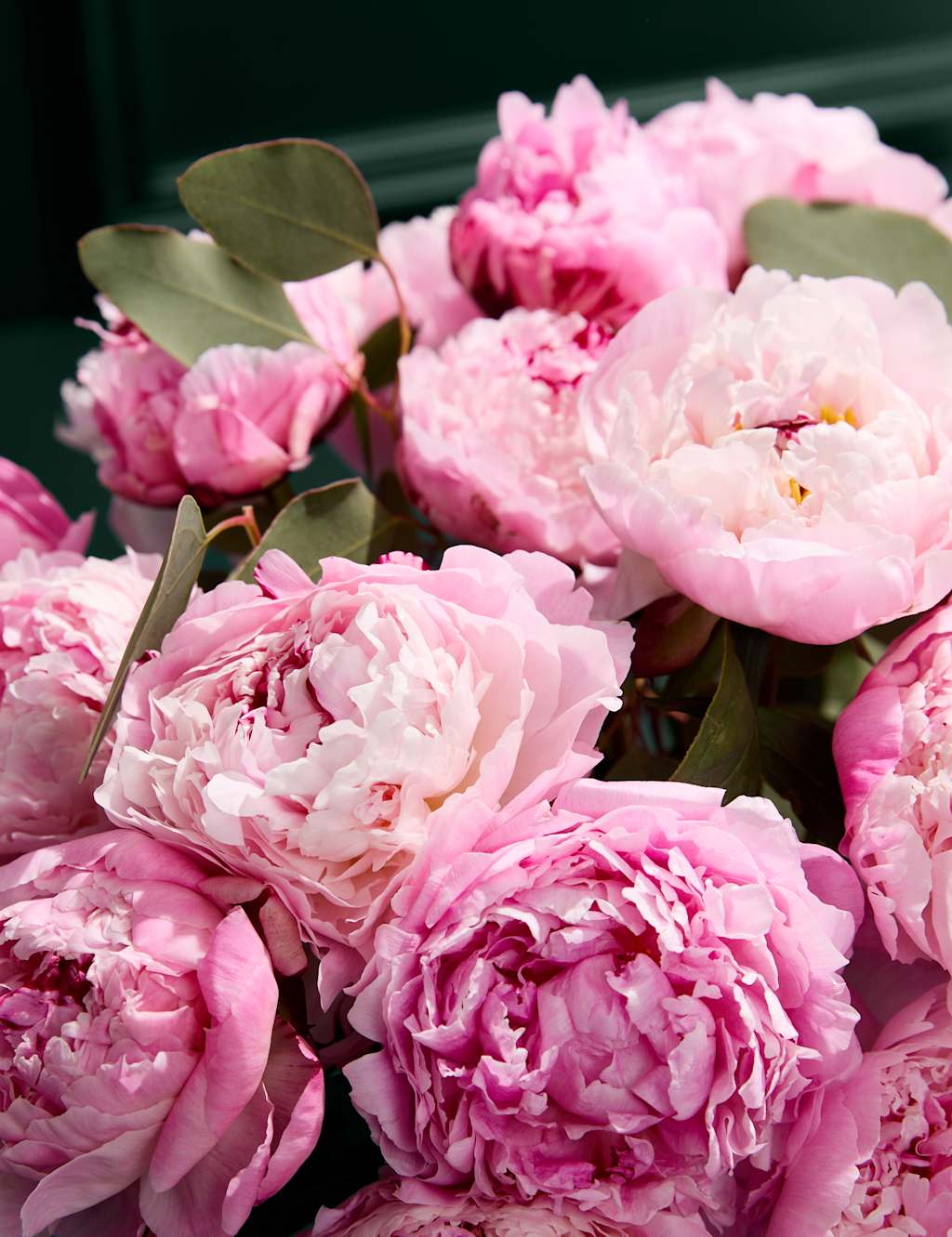 British Pink Peony Bouquet with Prosecco & Belgian Chocolates 3 of 6