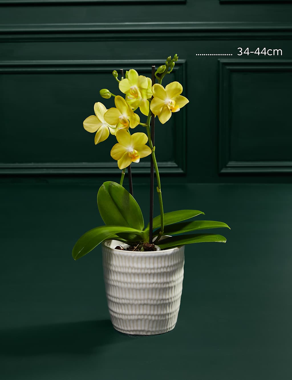 Miniature Twin-Stem Phaelanopsis Orchid in Pot with Truffles 3 of 7