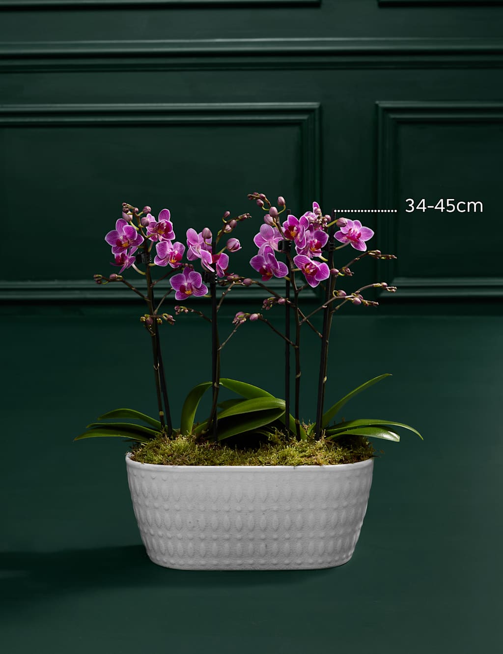 Duo Purple Phalaenopsis Orchid with Belgian Chocolates 3 of 7