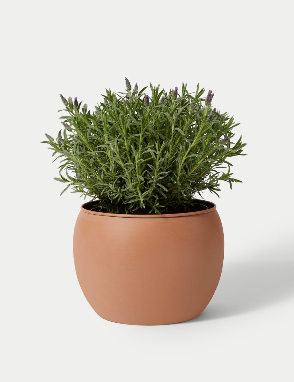 Lavender in Terracotta Tin 2 of 4