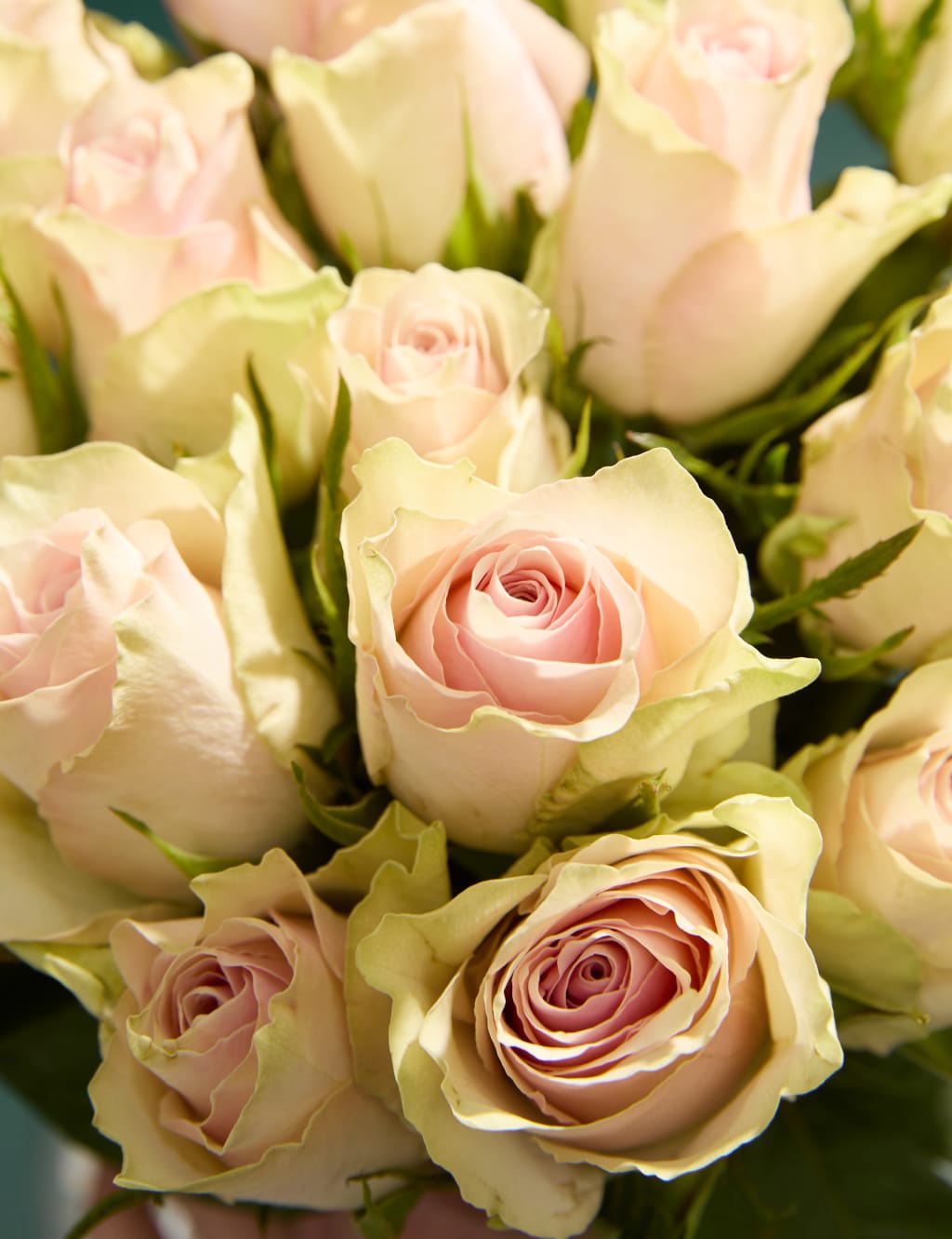 Blush Rose Bouquet with Belgian Chocolates & Prosecco 3 of 6