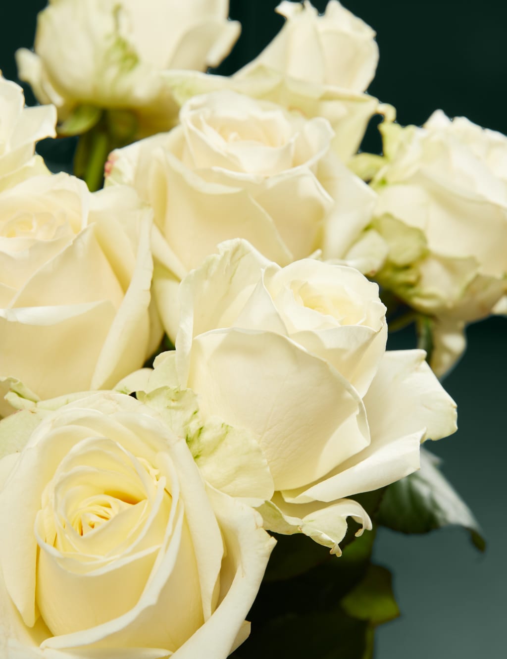 White Avalanche™ Rose Bouquet 3 of 5