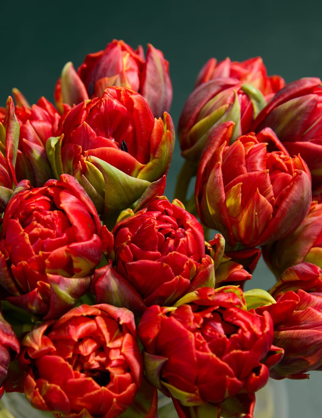 Speciality Tulip Abundance Bouquet 3 of 5