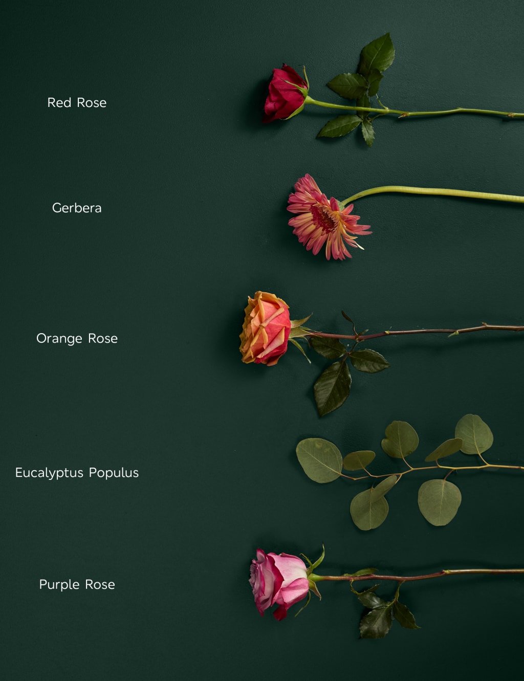 Orange & Purple Roses with Gerbera Bouquet 4 of 6