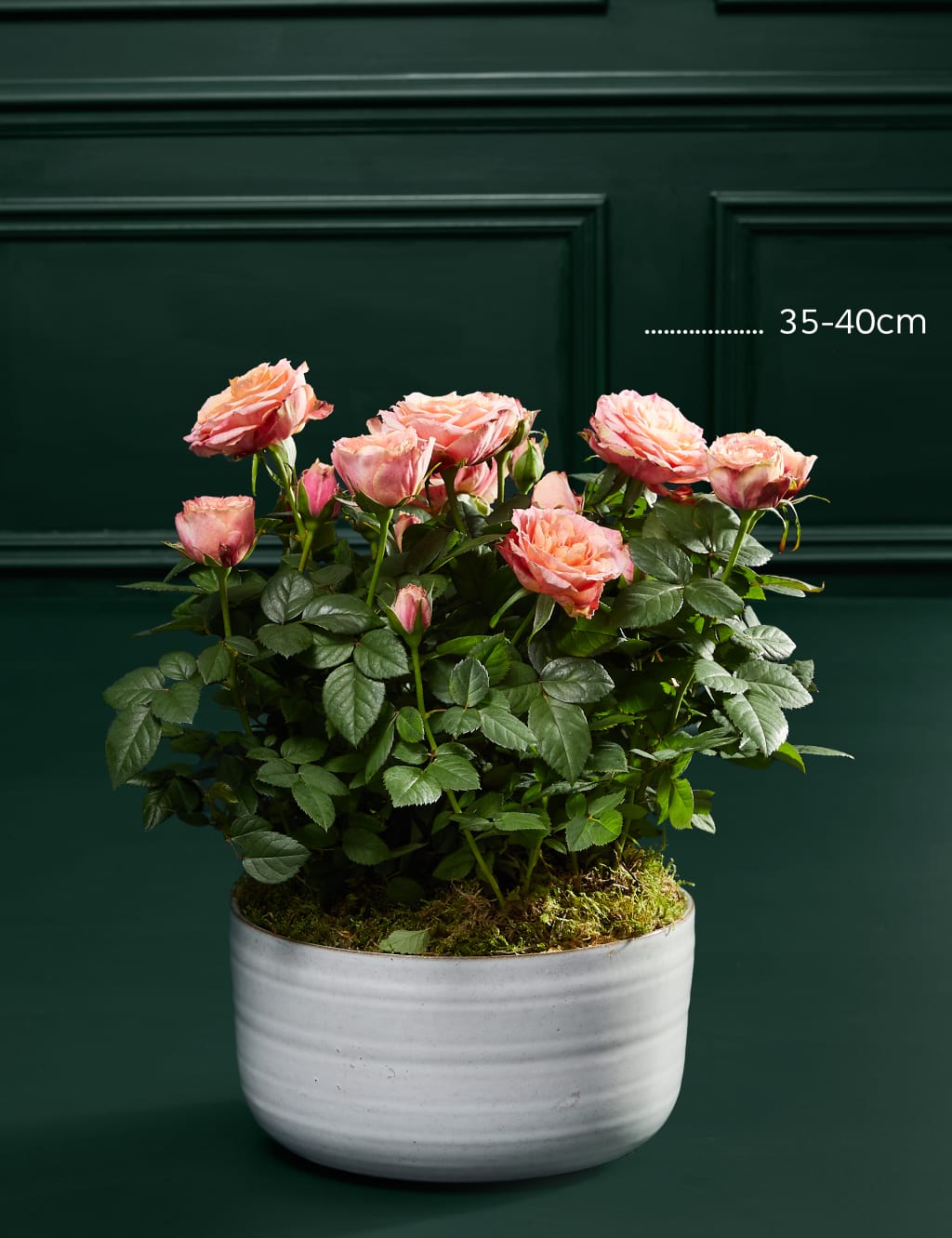 Speciality Rose Planter 3 of 3