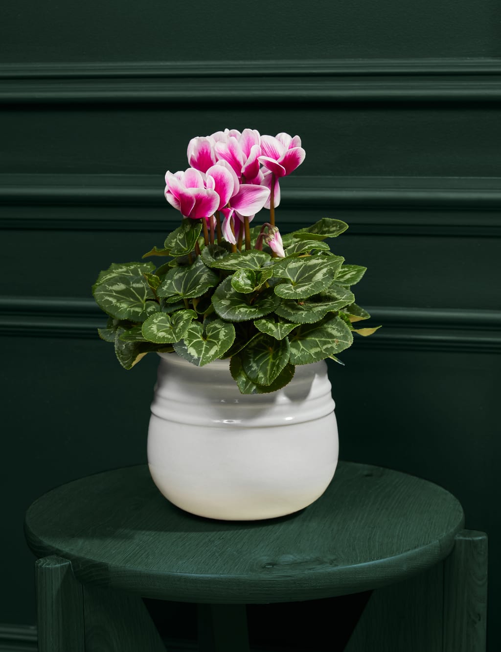 Speciality Cyclamen in Ceramic Pot 1 of 3