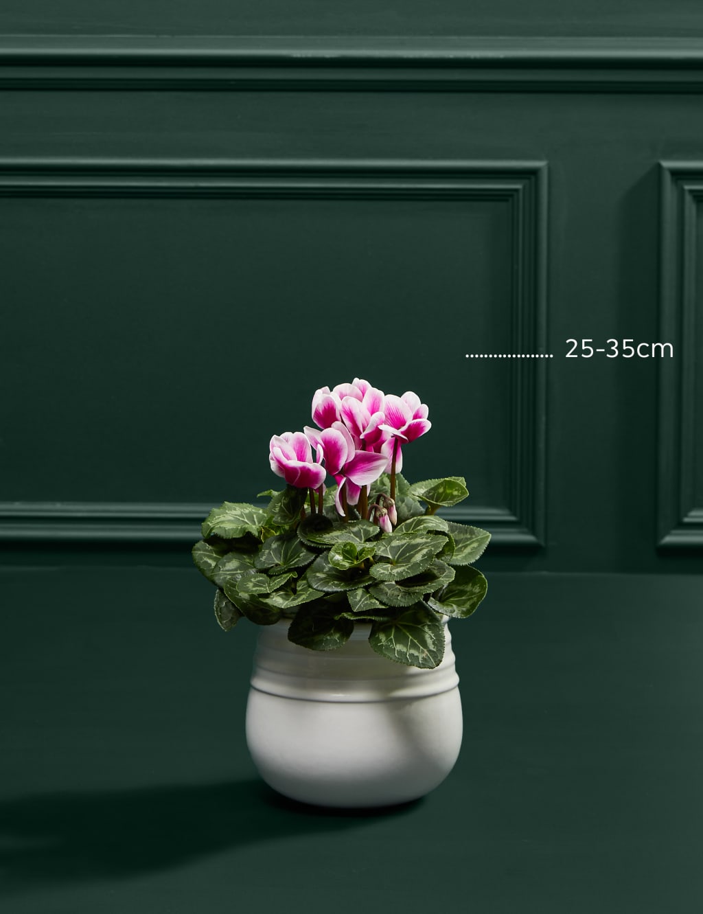 Speciality Cyclamen in Ceramic Pot 3 of 3