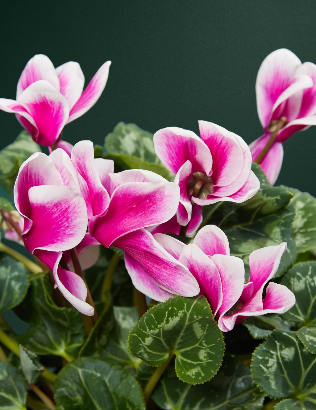 Speciality Cyclamen in Ceramic Pot 2 of 3