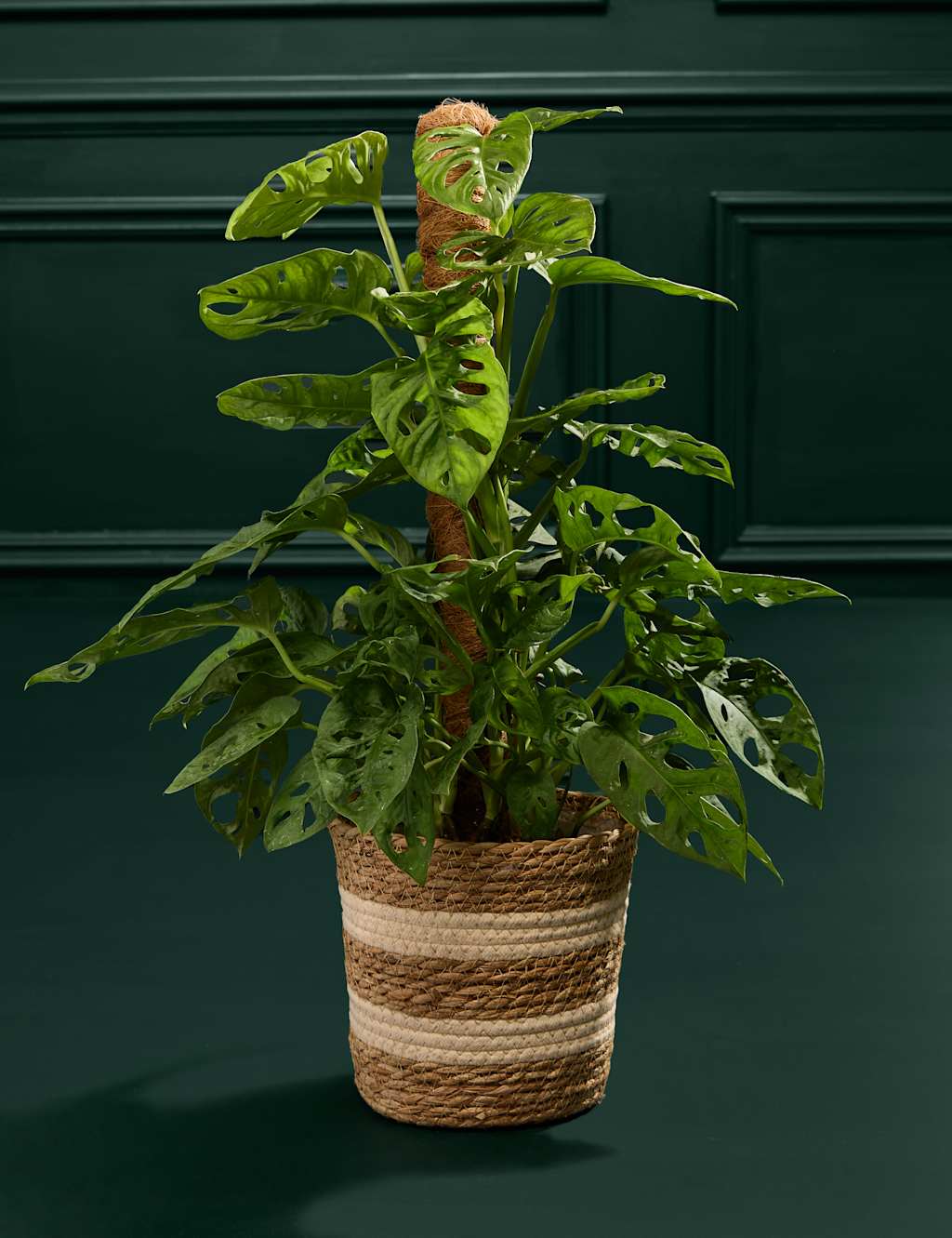 Large Monstera On Moss Pole 3 of 3