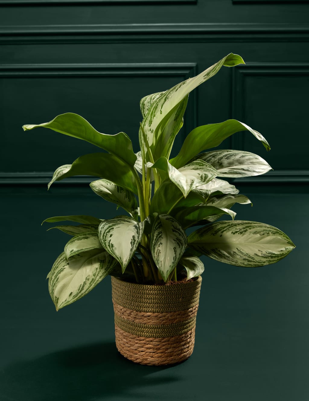 Aglaonema in Basket 3 of 3