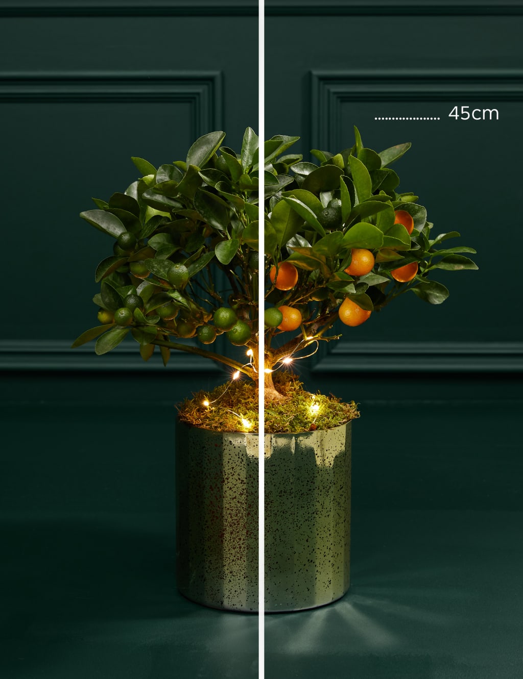 Festive Citrus Tree 3 of 3