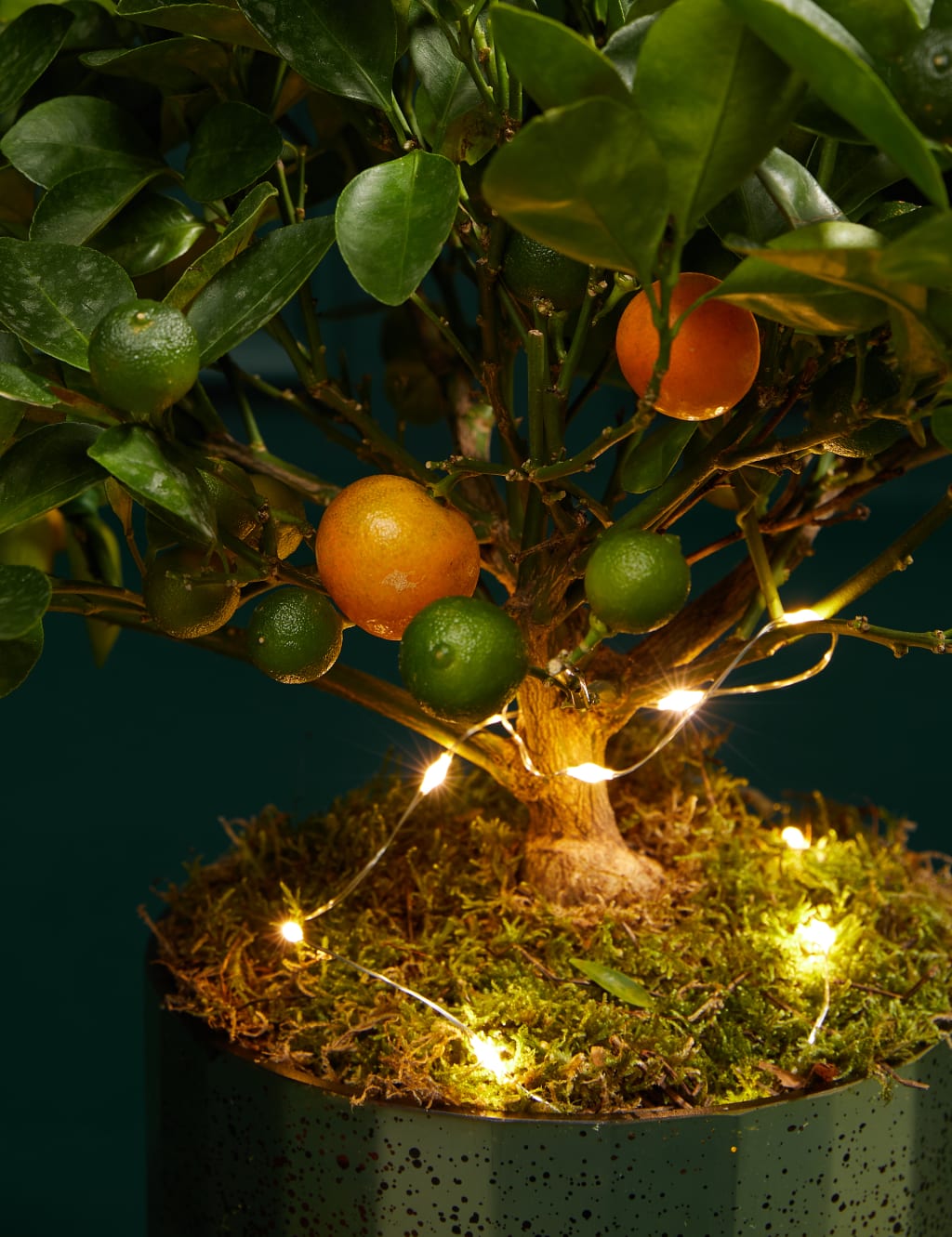 Festive Citrus Tree 2 of 3