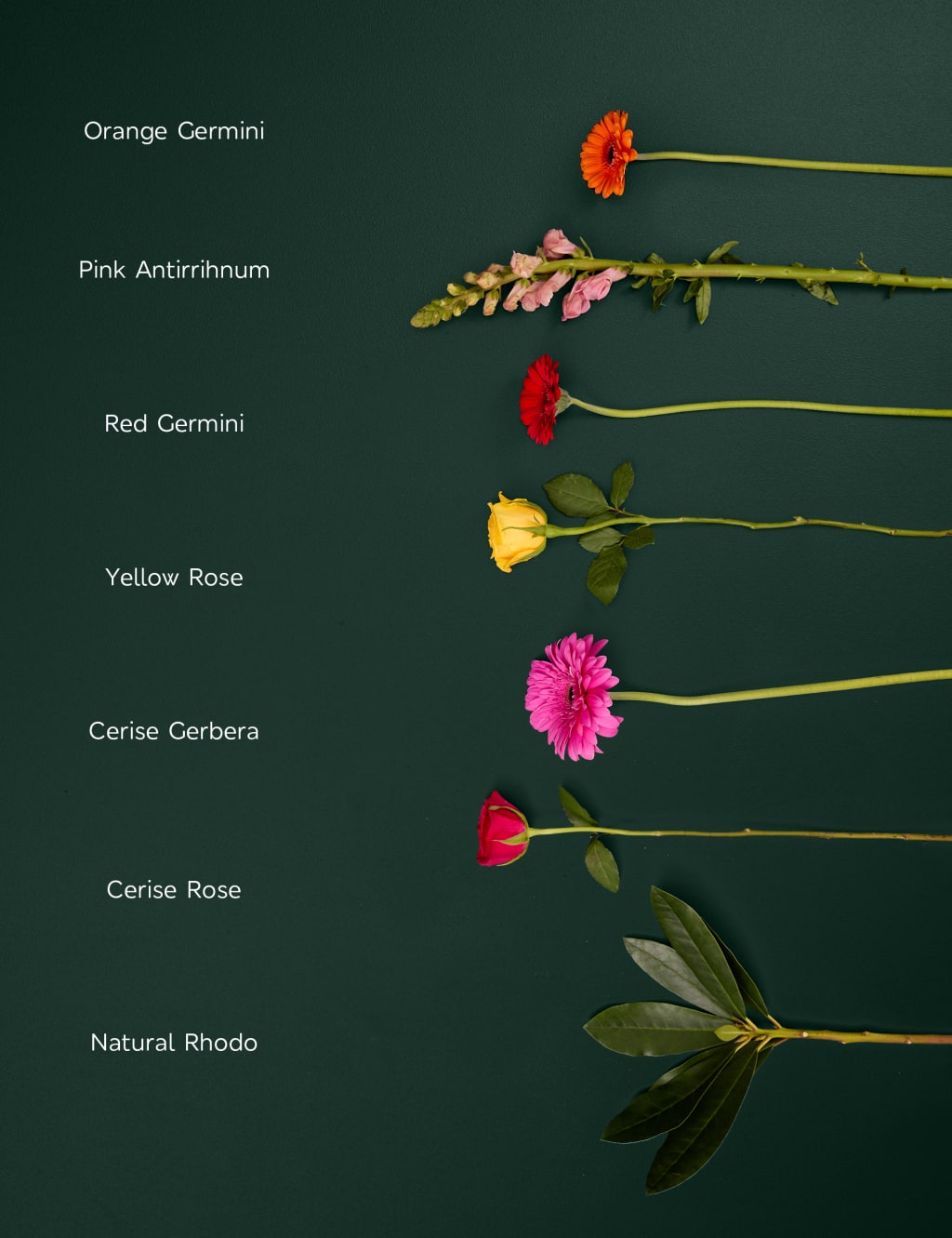 Bright Rose, Germini & Antirrhinum Bouquet 4 of 6