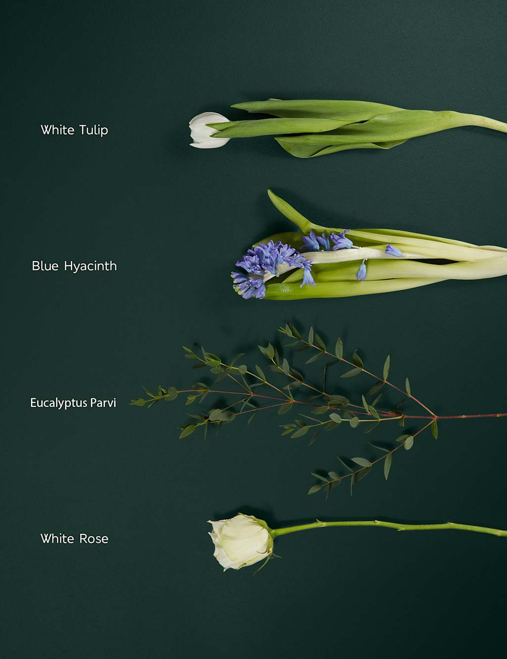 Rose, Tulip & Blue Hyacinth with Vase 4 of 5
