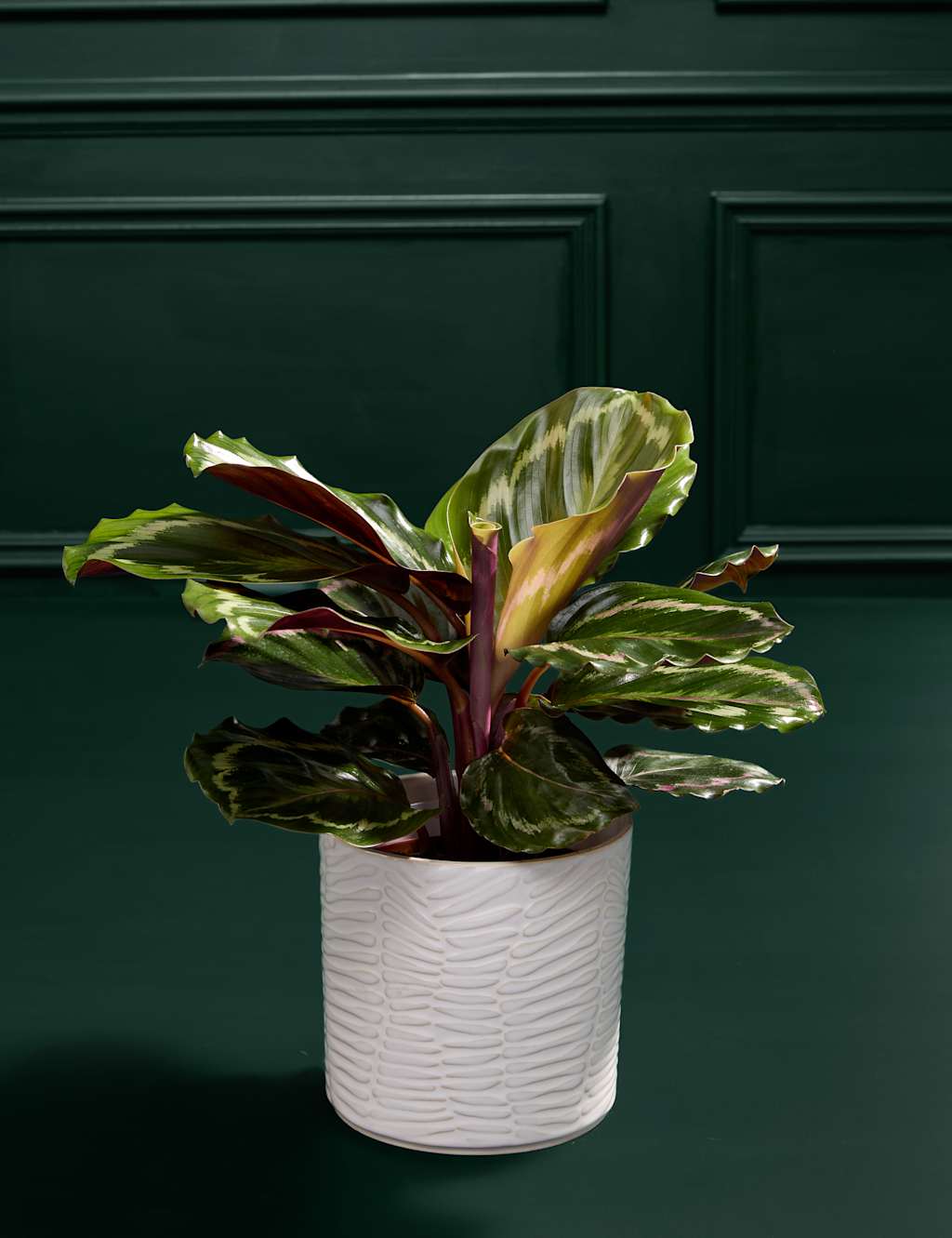 New Home Calathea with Prosecco, Marc de Champagne Truffles & Candle 3 of 7
