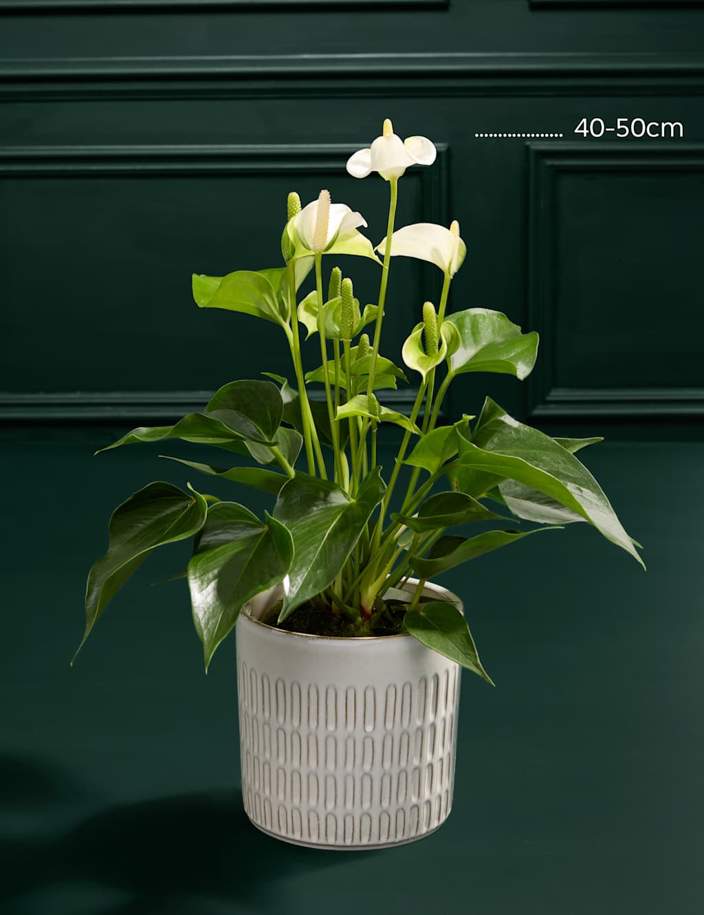 Thinking Of You Anthurium with Chocolates & Scented Candle 3 of 5