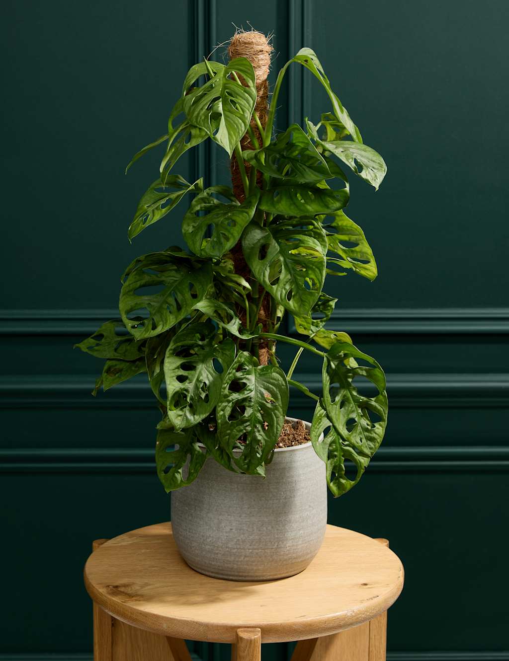 Monkey Monstera in Ceramic Pot 1 of 3