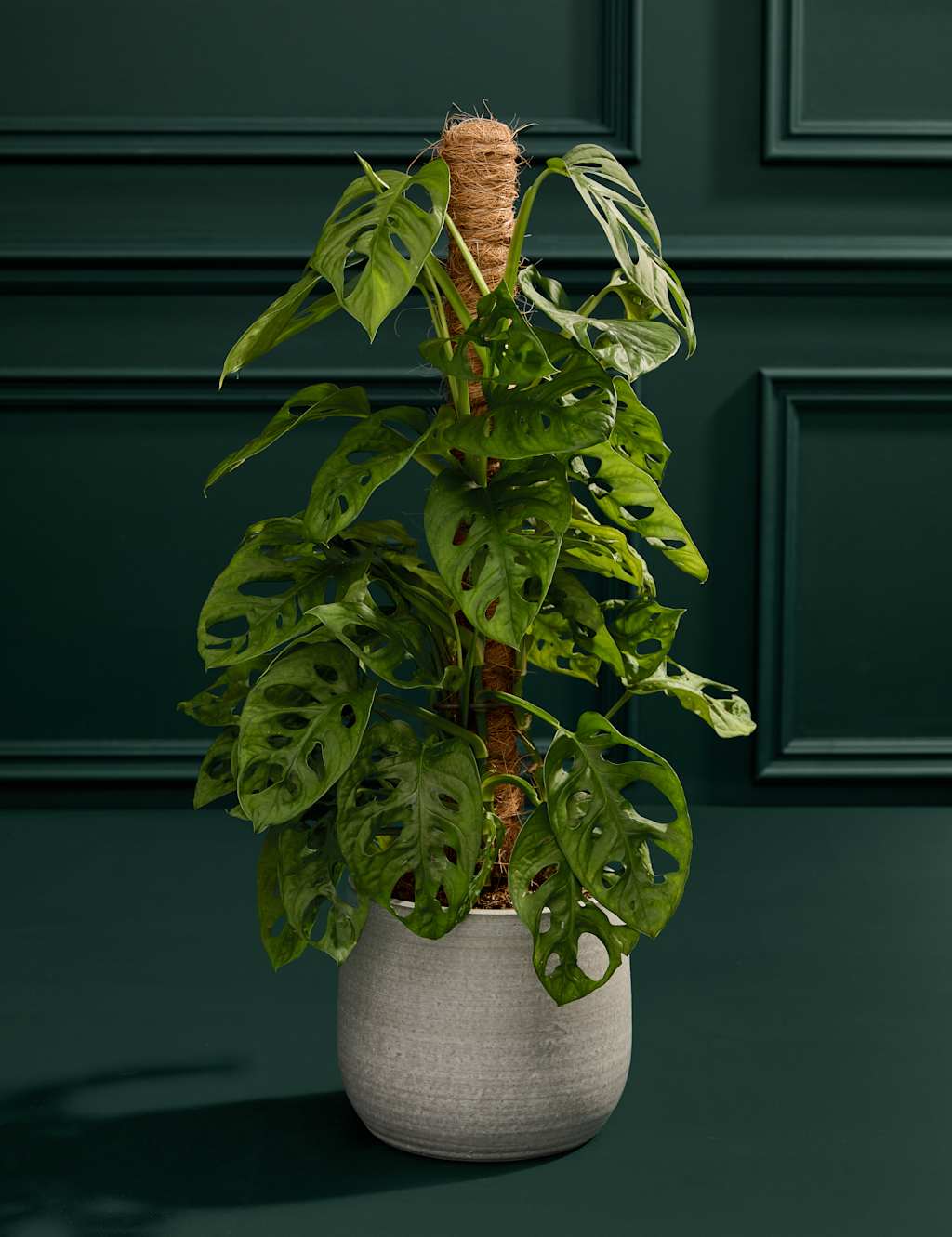 Monkey Monstera in Ceramic Pot 3 of 3