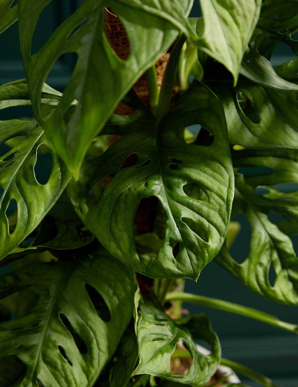 Monkey Monstera in Ceramic Pot 2 of 3