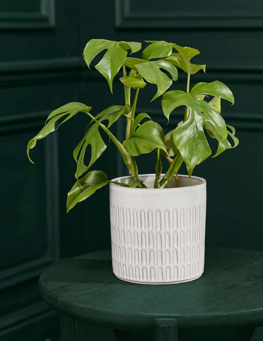 Medium Monstera Minima in Ceramic Pot 1 of 5