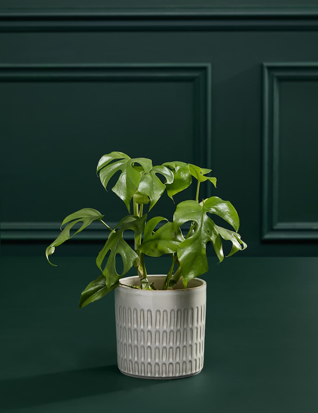 Medium Monstera Minima in Ceramic Pot 3 of 5