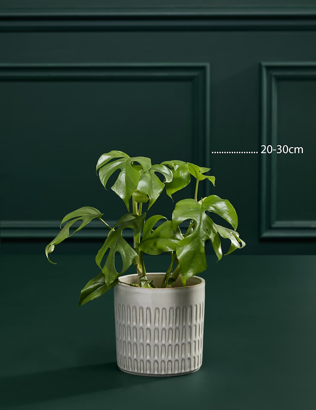 Medium Monstera Minima in Ceramic Pot 4 of 5