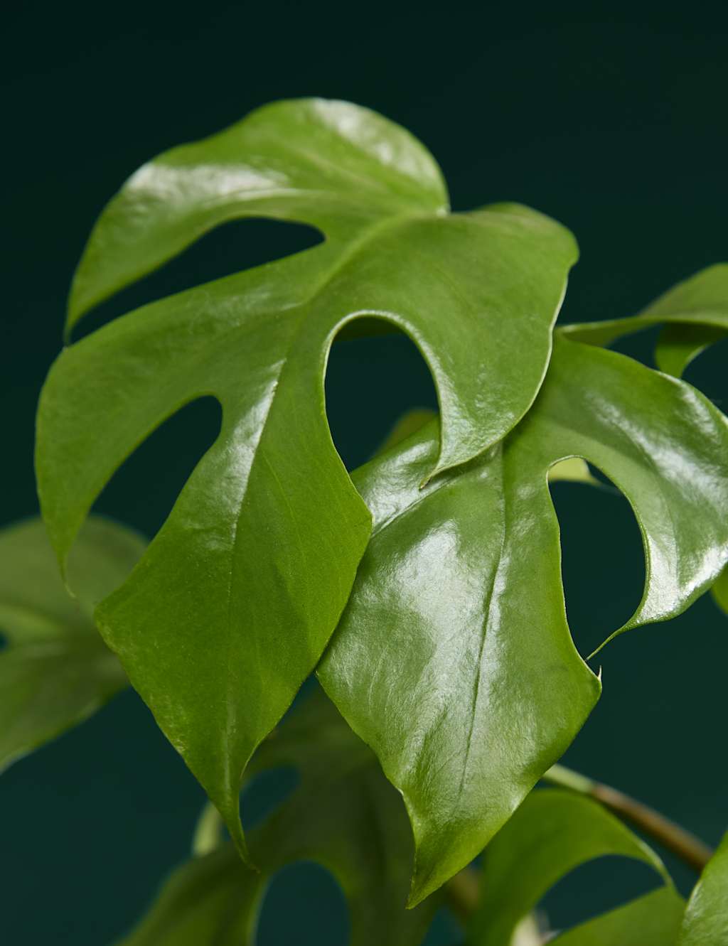 Medium Monstera Minima in Ceramic Pot 2 of 5