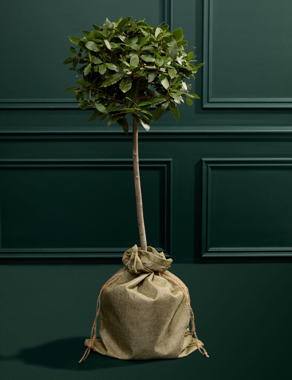 Bay Tree in Hessian Gift Bag 3 of 3