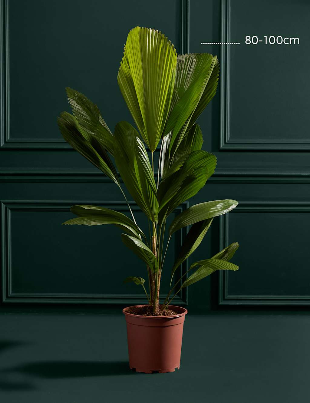 Extra Large Ruffled Fan Palm in Grower Pot 3 of 3