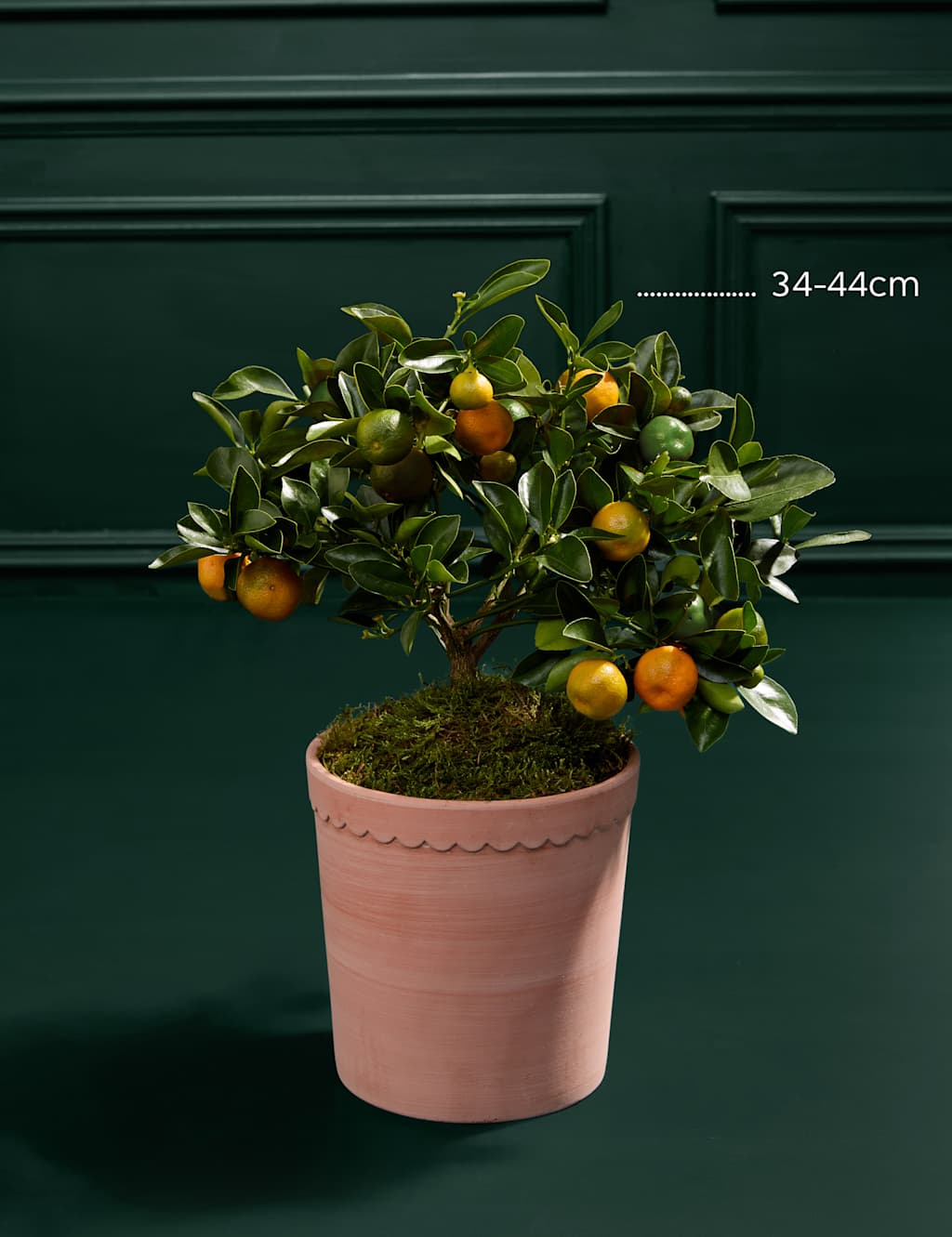 Citrus Tree in Ceramic Pot 3 of 3