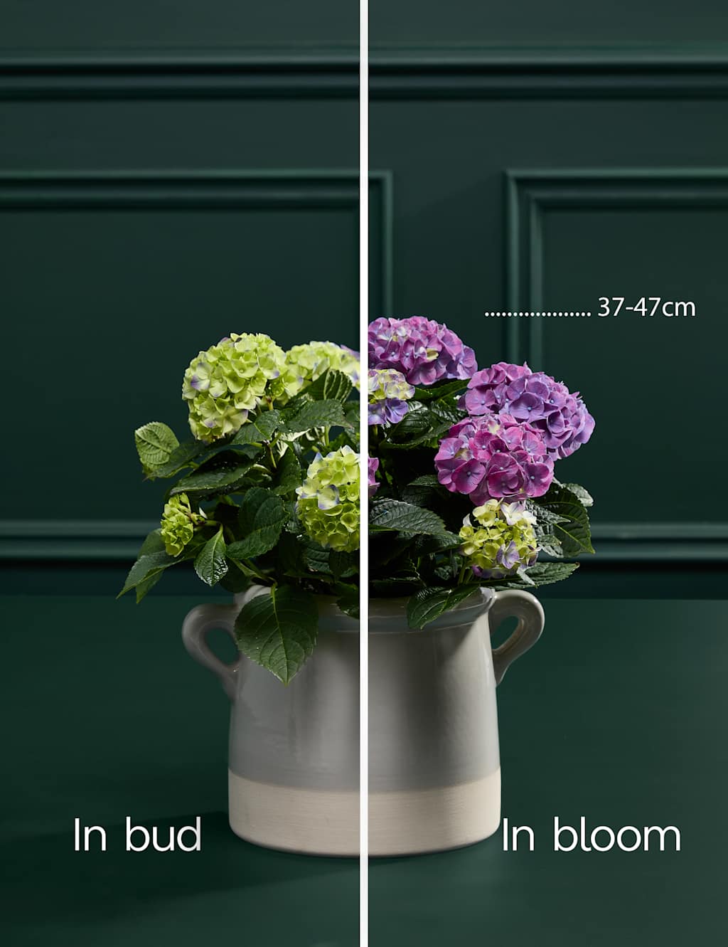 Mum's Hydrangea with Sky Blue Ceramic Pot 4 of 4
